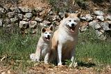 AKITA INU 394